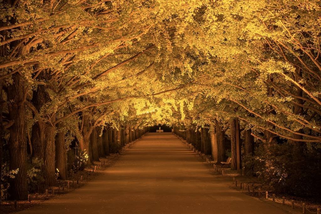 🏞️ 미타케 계곡(御岳渓谷) 이미지 10